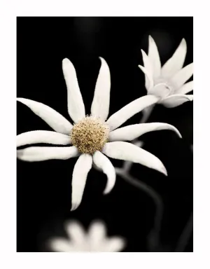 Flannel Flower Unframed Art Print