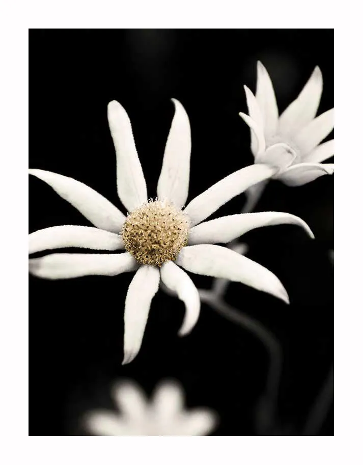 Flannel Flower Unframed Art Print