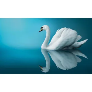 Pitaara Box Fantastic Swan | Canvas Painting for Bedroom & Living Room | Engineered Wood Frame | 19.7 x 12 inch (50 x 30 cms)